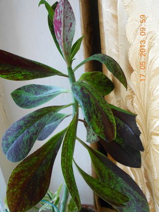 Мои любимые комнатные цветы №6113