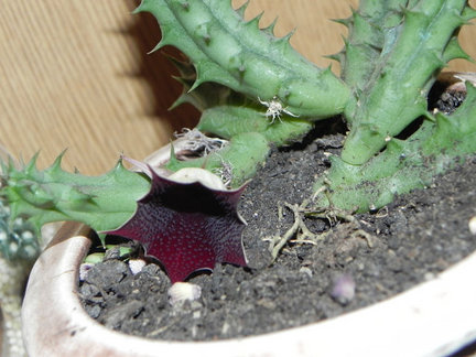 Мои любимые комнатные цветы №6279