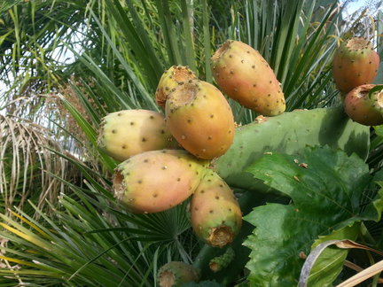 Мои любимые комнатные цветы №6317