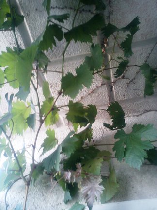 Мои любимые комнатные цветы №6411