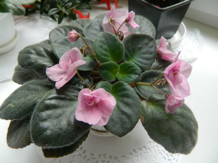 Мои любимые комнатные цветы №6991