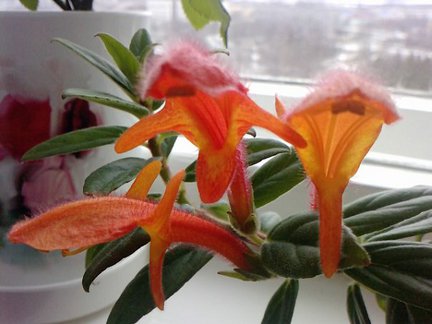 Мои любимые комнатные цветы №6995