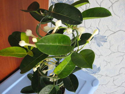 Мои любимые комнатные цветы №7841