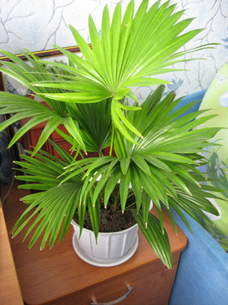 Мои любимые комнатные цветы №7842