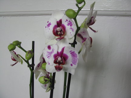 Мои любимые комнатные цветы №7897