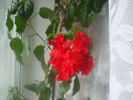 Мои любимые комнатные цветы №7937