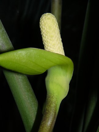 Мои любимые комнатные цветы №8392