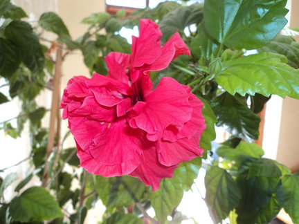 Мои любимые комнатные цветы №8484