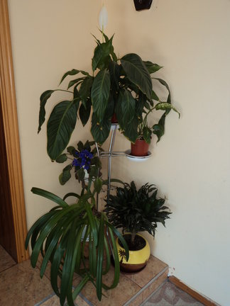 Мои любимые комнатные цветы №8486