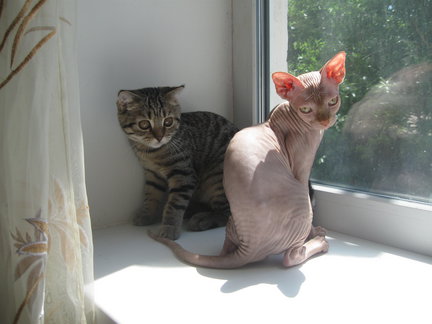 Наши домашние любимчики №8989