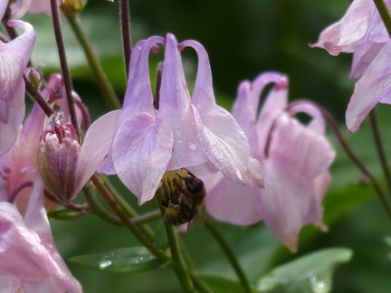 Мои любимые комнатные цветы №9083