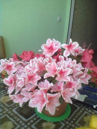 Мои любимые комнатные цветы №9643