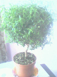 Мои любимые комнатные цветы №9644