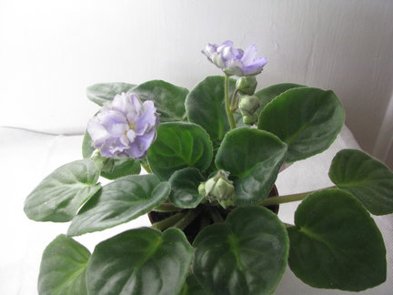 Мои любимые комнатные цветы №9657