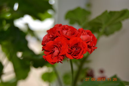 Мои любимые комнатные цветы №9675