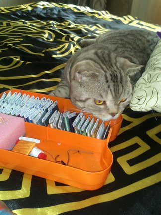 Домашние животные №11402