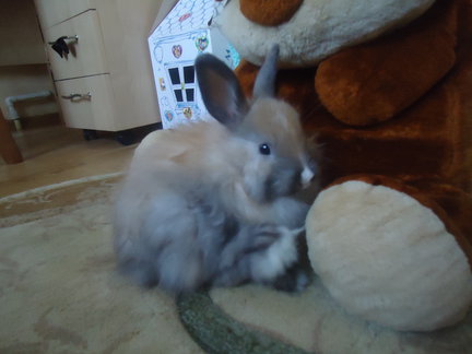 Домашние животные №11493