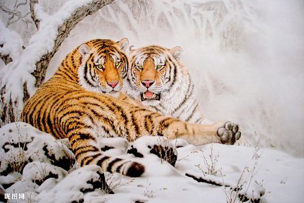 Львы, тигры, леопарды (собираем картинки) №14652