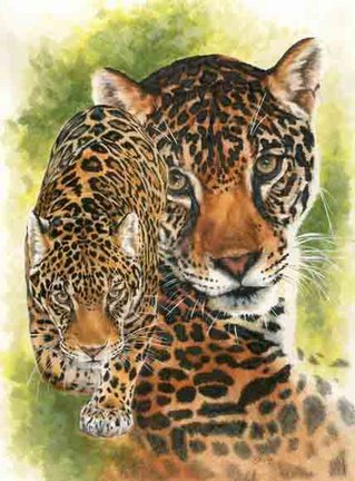 Львы, тигры, леопарды (собираем картинки) №14661