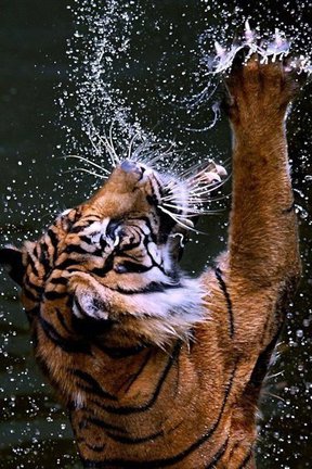 Львы, тигры, леопарды (собираем картинки) №14718