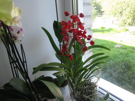 Мои любимые комнатные цветы №15571