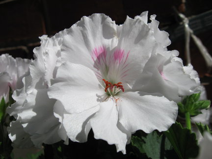 Мои любимые комнатные цветы №15613