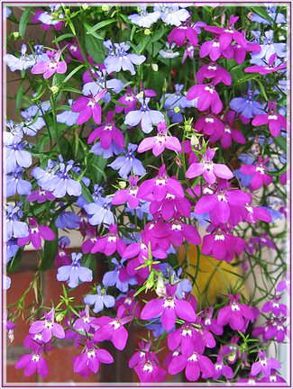 Мои любимые комнатные цветы №15619