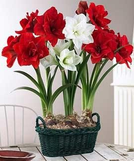 Мои любимые комнатные цветы №15624