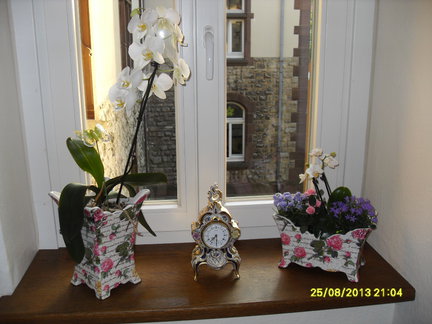 Мои любимые комнатные цветы №16308