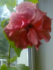 Мои любимые комнатные цветы №17320