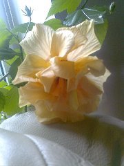 Мои любимые комнатные цветы №17321