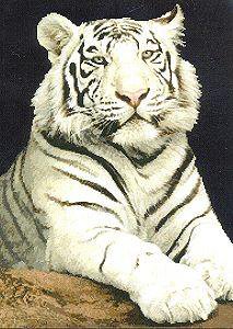 Дизайнеры эскизов №17419