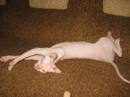 Домашние животные №18785