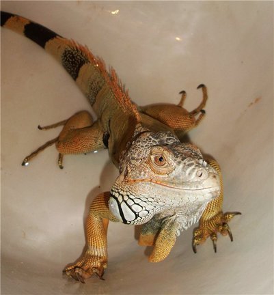 Кто каким рукоделием увлекается кроме вышивки? №19036