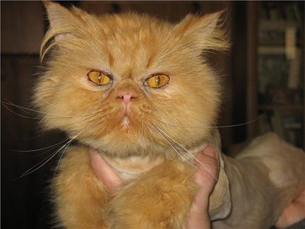 Кто каким рукоделием увлекается кроме вышивки? №19038