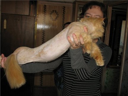 Кто каким рукоделием увлекается кроме вышивки? №19039