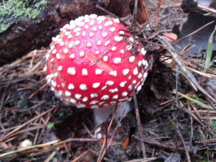 How I spend my summer holidays 2013 №21227