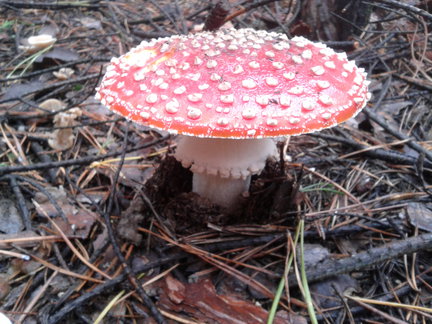 How I spend my summer holidays 2013 №21230