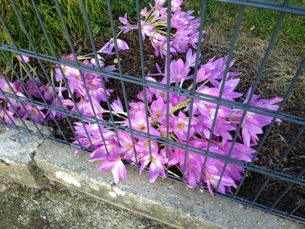 Мои любимые комнатные цветы №21341