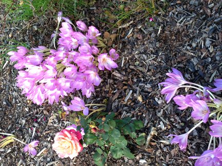 Мои любимые комнатные цветы №21342