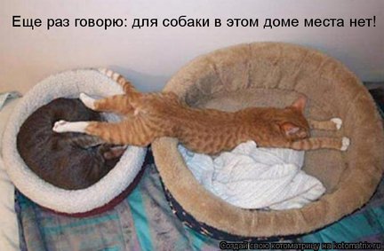 Весёлые картинки №22078