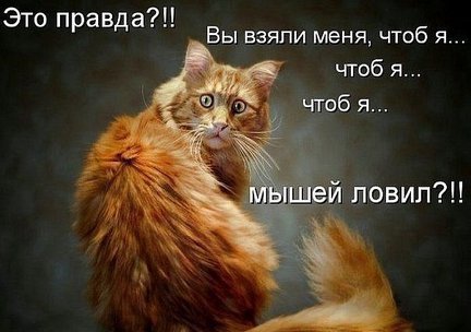 Весёлые картинки №22097