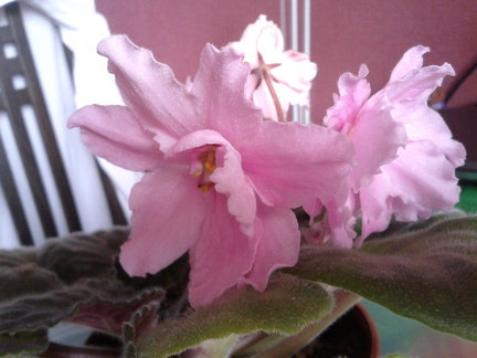 Мои любимые комнатные цветы №22199