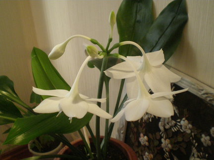 Мои любимые комнатные цветы №22245