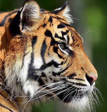 Львы, тигры, леопарды (собираем картинки) №27643