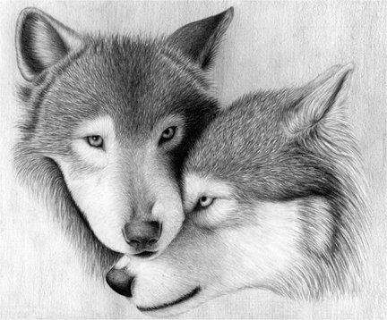 Волки (собираем картинки) №27854