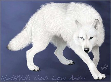 Волки (собираем картинки) №28012