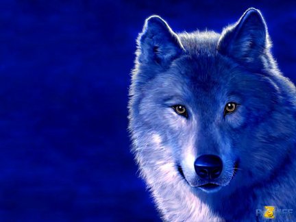 Волки (собираем картинки) №28023