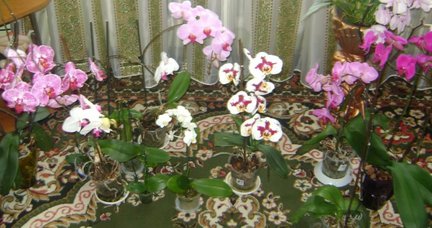 Мои любимые комнатные цветы №30200