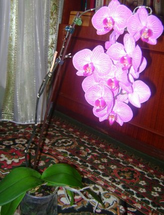 Мои любимые комнатные цветы №30201